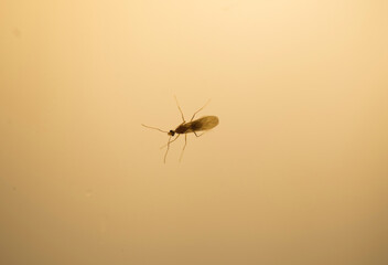 Mosquito on the glass in the morning. Macro shot.
