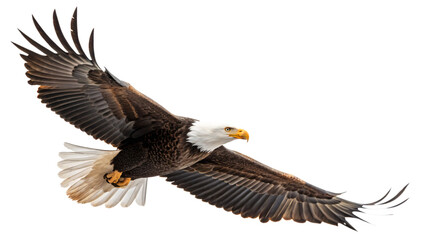 Obraz premium Majestic Bald Eagle in Flight Isolated On Transparent Background
