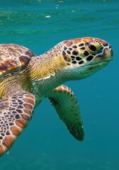 Fototapeta premium Close Up Of A Sea Turtle Swimming Underwater In Turquoise Water