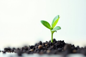 Tiny sprout, vibrant green foliage against pure white, seedling, tree, image