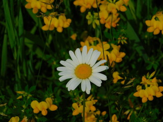 daisy in yellow flowers