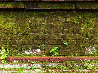 Old brick wall covered with moss and small green plants.
