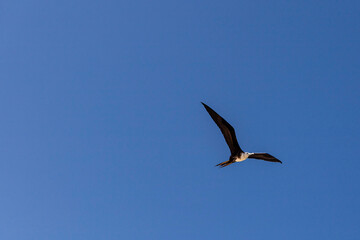 ave marina fragata tijereta al vuelo
