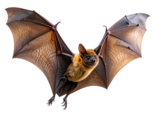  - Silhouetted Bat Flying at Twilight with Wings Partially Folded, Dynamic Composition, Isolated on Transparent Background.