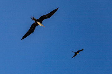 ave marina fragata tijereta al vuelo