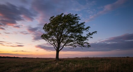 Fototapeta premium Solitary Tree Silhouette at Sunset in a Field