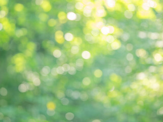 新緑の木漏れ日の様子。爽やかな光の風景。