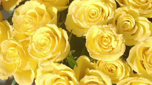 Beautiful yellow roses in a vibrant floral display