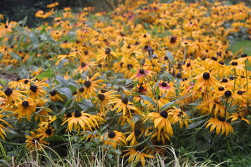 blooming yellow chrysanthemums