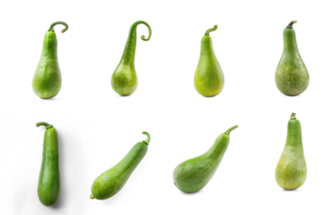 Bottle gourd top view full length isolate on white background,
