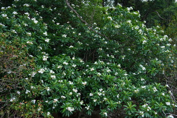 White flowers blooming against a background of green leaves, summer, life, green, nature