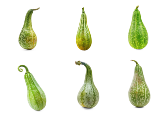 Ash gourd side view full length isolate on white background