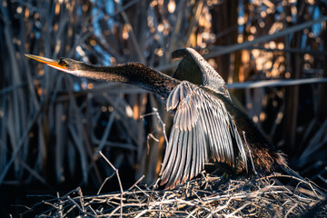 Anhinga calling out