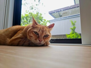 A ginger tabby cat lies relaxed by a window with raindrops, gazing calmly at the camera. This cozy...