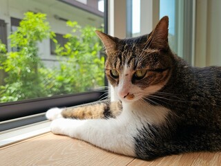 A tabby cat lounges by the window, basking in warm sunlight. Its relaxed gaze and soft fur create a...