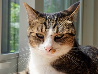 Close-up portrait of a tabby and white cat with a distinctive, grumpy expression, gazing directly...