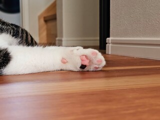 Close-up of a cat’s white leg and pink paw pads resting on a wooden floor. The detail reveals the soft texture and adorable charm of feline feet.