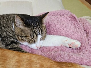 A tabby cat rests peacefully by a bright window in the background, while a ginger cat is blurred in...