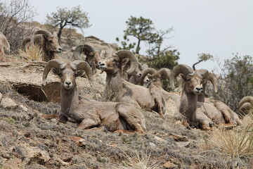 Flock of Bighorn sheep