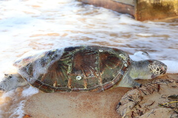 Dead Sea Turtle Washed Ashore on Sandy Beach - Environmental Impact, Ocean Pollution, Marine Life...