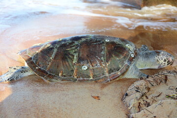 Dead Sea Turtle Washed Ashore on Sandy Beach - Environmental Impact, Ocean Pollution, Marine Life...