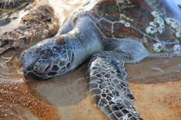 Dead Sea Turtle Washed Ashore on Sandy Beach – Close-Up of Marine Life Lost to Pollution and Climate Change, Symbol of Ocean Environmental Crisis and Conservation Urgency