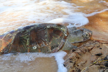 Dead Sea Turtle Washed Ashore on Sandy Beach - Environmental Impact, Ocean Pollution, Marine Life...