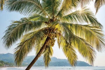 Lush palm tree canopy, sunlit, by a beach