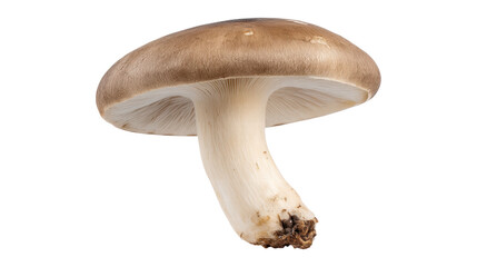 Mushroom isolated transparent background with detailed stem and brown cap showing natural texture