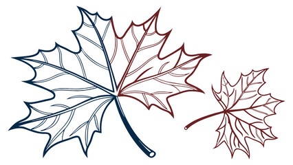 Two Detailed Line Art Maple Leaves.