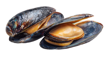 Fresh Blue Mussels Open Displaying Orange Meat on a Transparent Background for Culinary Use