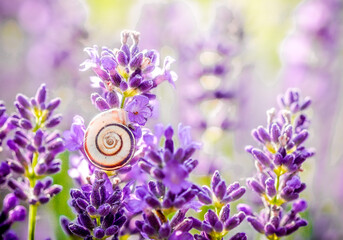 spring flowers on a meadow