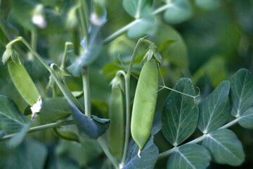 The image shows green pea pods growing on a plant. The plant has characteristic leaves and tendrils. The color of the pods is fresh green and the background is blurred, focusing on the peas.