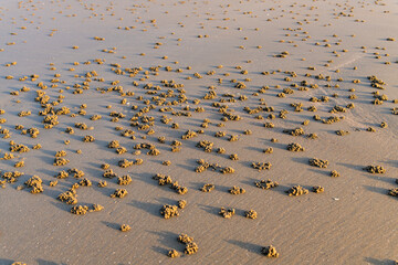 crab holes on the beach