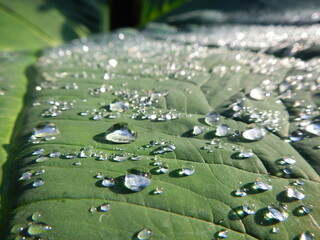 dew on a leaf