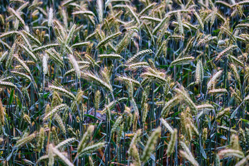Golden wheat field swaying gently in the breeze under a clear blue sky during a sunny day