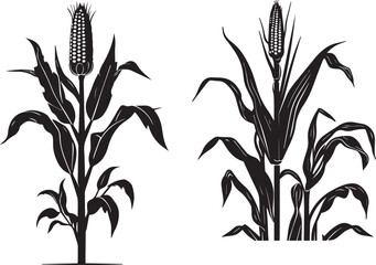 Silhouette of corn plant growing with leaves vector on white background 