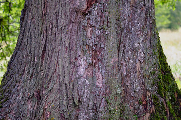 Large textured tree trunk showcasing intricate details of bark and natural patterns in a serene...