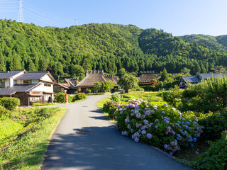 紫陽花が咲く夏の美山かやぶきの里