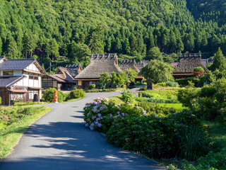 紫陽花が咲く夏の美山かやぶきの里