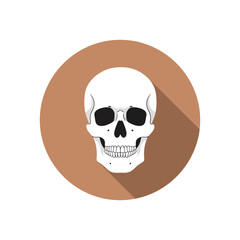 Flat vector illustration of a white human skull centered on a solid light brown circle with a long dark shadow, facing forward. Minimalist design with crisp edges on a clean white background.