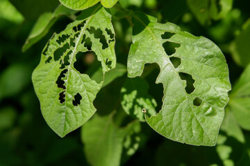 Damaged Green Leaves Eaten by Pests, a Sign of Plant Damage from Insect and Disease Attacks