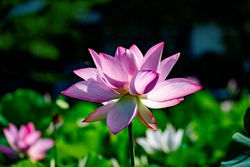 臼杵石仏公園の大賀蓮