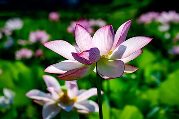 臼杵石仏公園の大賀蓮