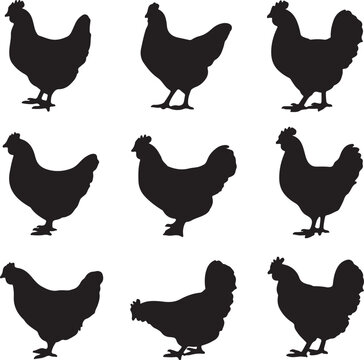 Black chicken silhouettes standing on white background rooster poultry