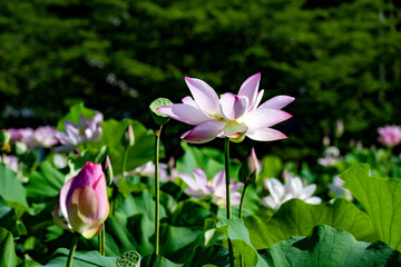 Fototapeta premium 臼杵石仏公園の大賀蓮