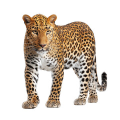 Obraz premium Wild leopard in striking pose, vibrant coat with rosettes, showcasing strength and beauty, ideal for wildlife themes. Isolated on white background or PNG