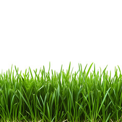 Fototapeta premium beautiful green grass