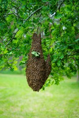 A honey bee swarm gathers on a branch in spring, marking the start of a new colony. This natural phenomenon showcases the relocation process and the bees search for a new home.