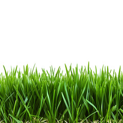 Obraz premium beautiful green grass